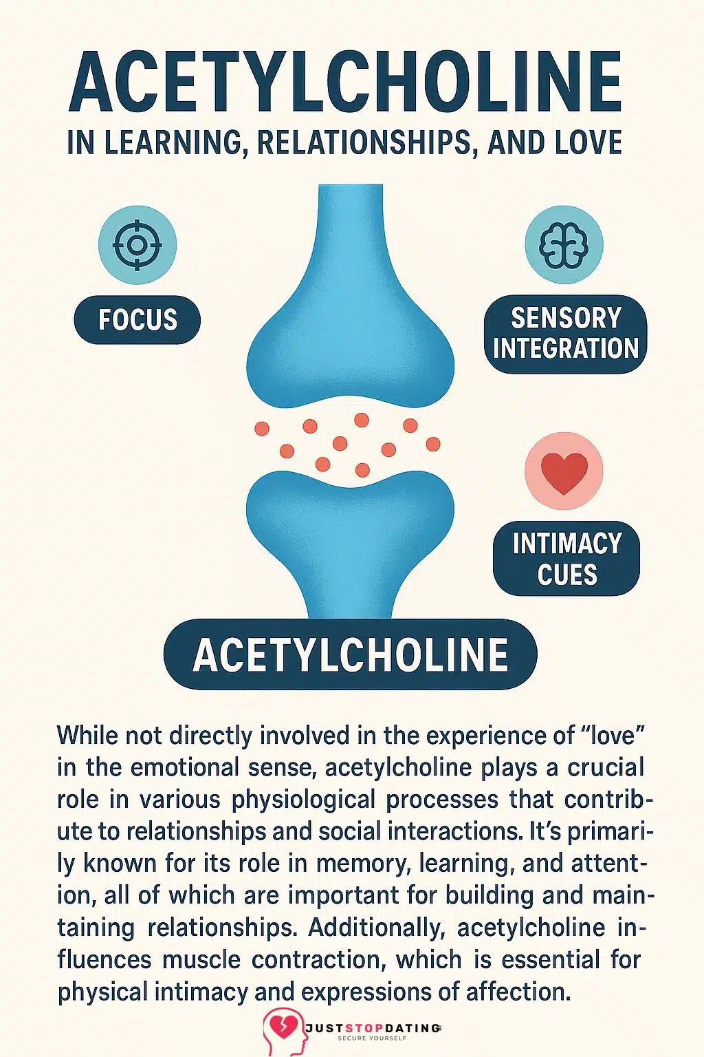 Infographic illustrating acetylcholine&rsquo;s role in focus, sensory integration, and intimacy cues with a synaptic diagram and labeled icons.